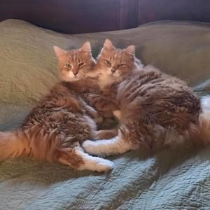 Meet your Posher, Nick